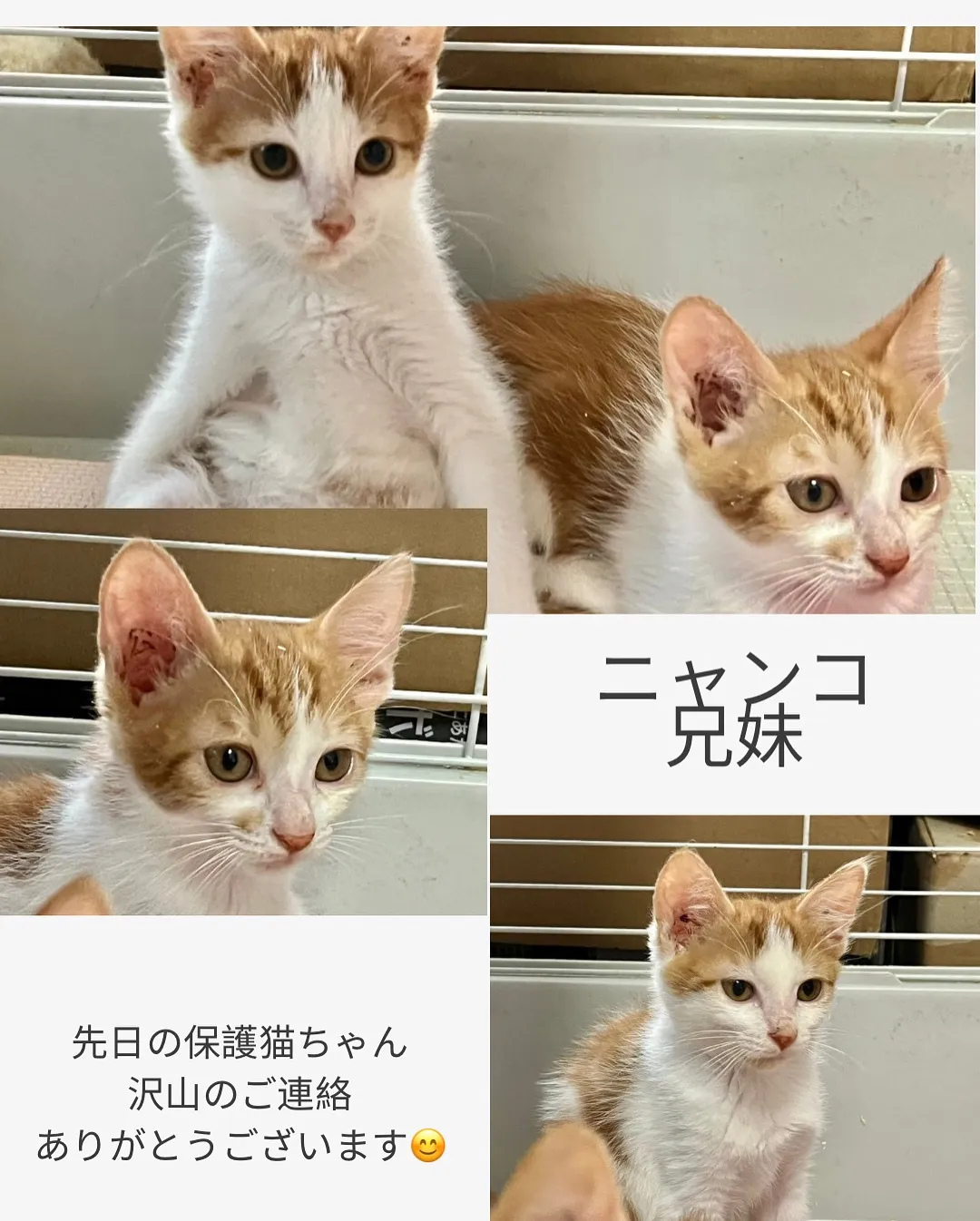 保護猫ちゃん兄弟😻小田原・エステ・保護ネコ